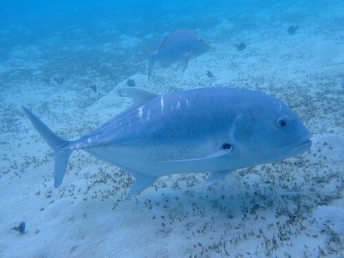 Caranx ignobilis observed 2026-10-16