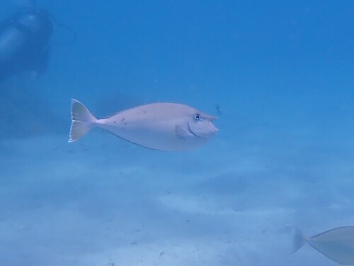 Naso annulatus observed 2026-10-16