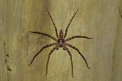 Heteropoda binnaburra