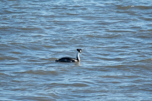 Western Grebe