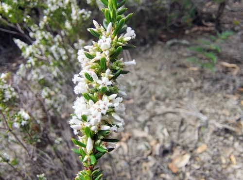 Leucopogon obovatus, 2026-10-15