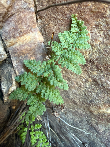 Myriopteris fendleri, 2026-10-16