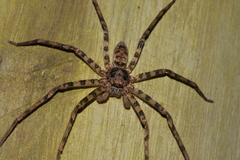 Heteropoda binnaburra