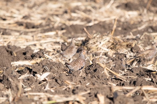 Gray Partridge