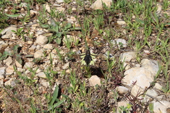 Libelloides coccajus