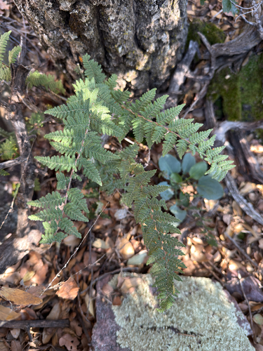 Myriopteris tomentosa, 2026-10-16