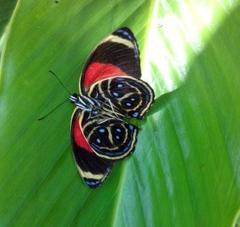 Callicore texa titania