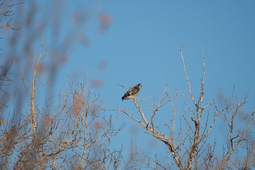 Red-tailed Hawk