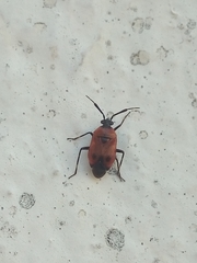 Deraeocoris punctum