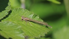 Platycnemis