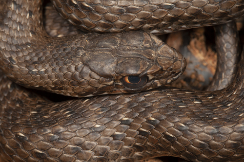 Eastern Montpellier Snake