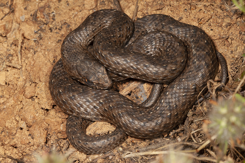 Eastern Montpellier Snake