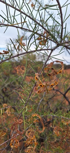 Acacia tetragonophylla observed 2026-10-15