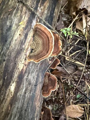 Stereum ostrea observed 2026-10-16