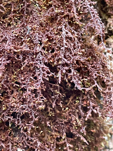 Frullania tamarisci observed 2026-10-16