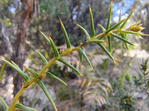 Acacia ulicifolia observed 2026-10-15