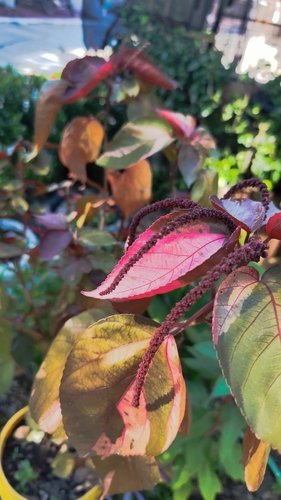Acalypha amentacea observed 2026-10-16