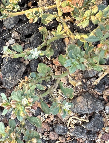 Glinus oppositifolius observed 2026-10-17