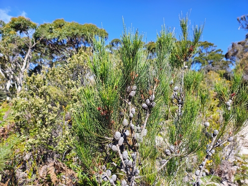 Allocasuarina monilifera observed 2026-10-15