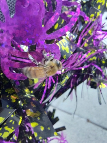 Western Honey Bee