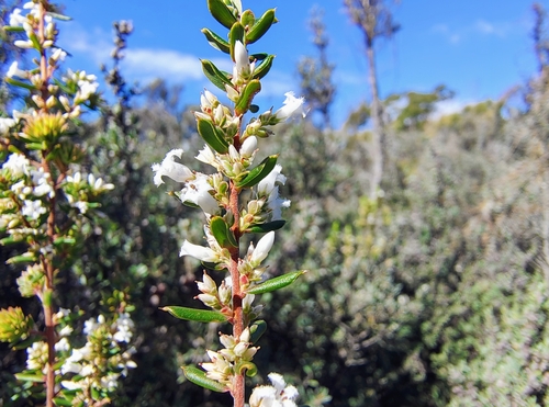 Leucopogon obovatus, 2026-10-15