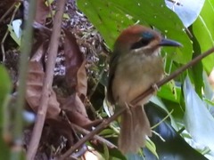 Tody Motmot photo 5