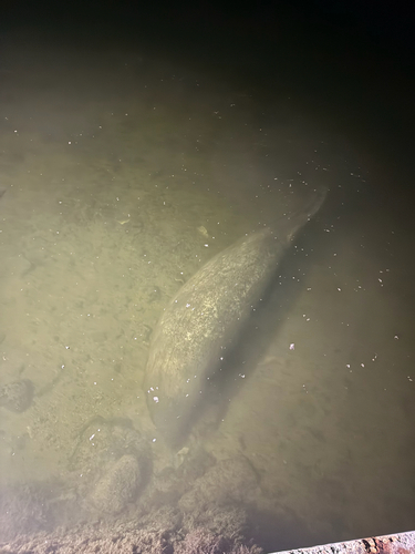 West Indian Manatee observed by jordandeblasis