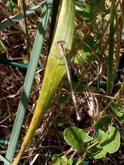 Platycnemis