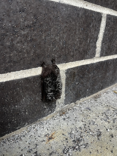 Silver-haired Bat observed by outdoor_dweeb