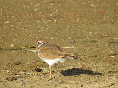 Killdeer