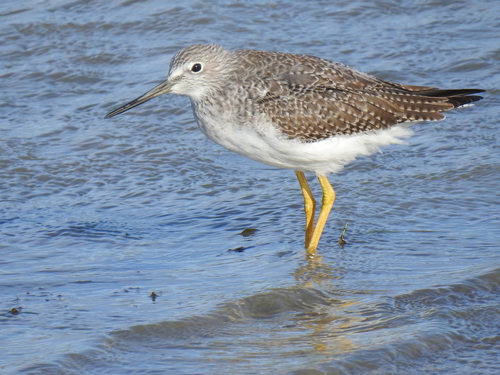 Greater Yellowlegs
