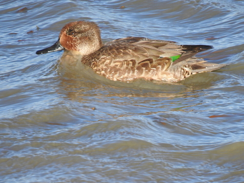 Green-winged Teal