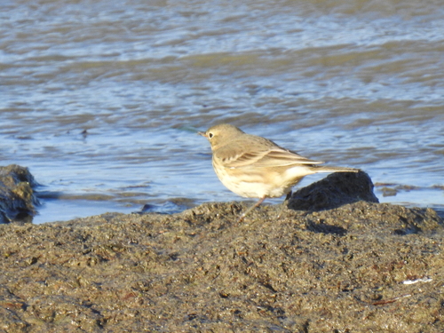 American Pipit