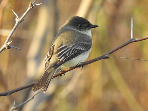 Eastern Phoebe