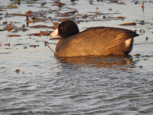 American Coot