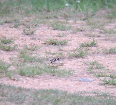 Dendronanthus indicus