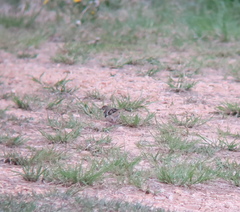 Dendronanthus indicus