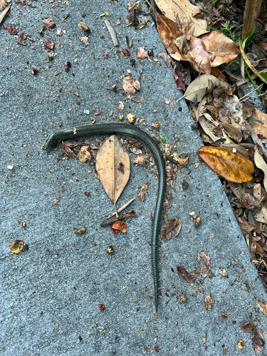 Eastern Glass Lizard observed by vat7724