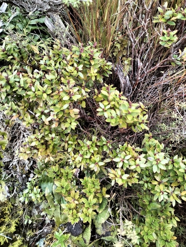 Gaultheria rupestris observed 2026-10-15