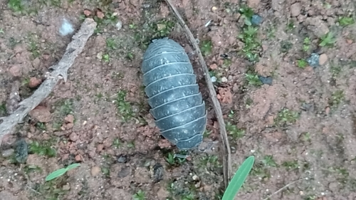 Common Pill Woodlouse