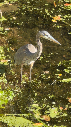 Ardea herodias observed 2026-10-09