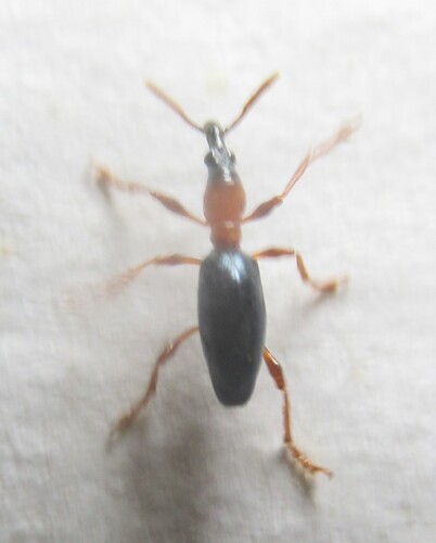 Cylas formicarius, 2026-10-15
