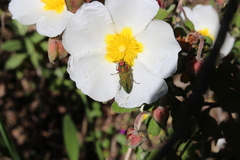 Anthaxia hungarica