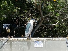Nycticorax