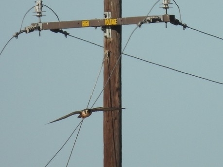 Peregrine Falcon