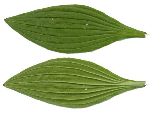 Plaukuotasis gyslotis nuotrauka