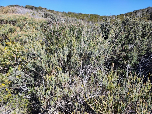 Allocasuarina monilifera observed 2026-10-15