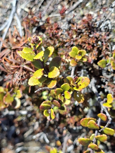Gaultheria colensoi observed 2026-10-17