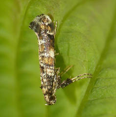 Gracillaria syringella