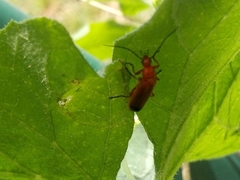 Rhagonycha fulva